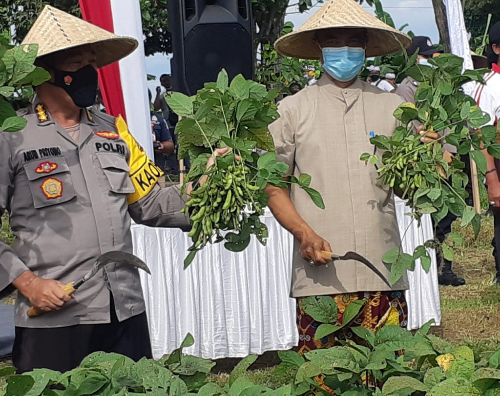 PANEN RAYA KEDELAI EDAMAME DAN JAGUNG